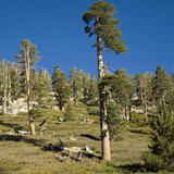 Gorgonio20080901_0681.jpg